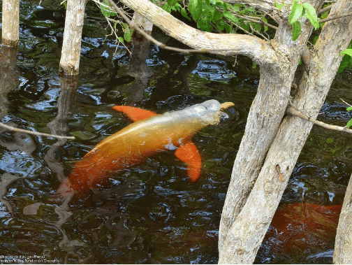 Rosa Flussdelfin.png